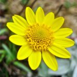 Lasthenia californica ssp. macrantha - perennial goldfields