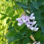 Lathyrus vestitus - hillside pea, Pacific pea