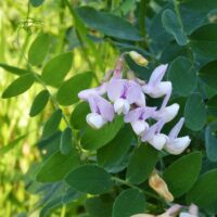 Lathyrus vestitus