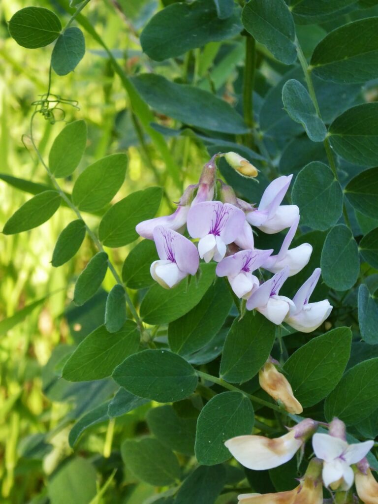 Lathyrus vestitus - hillside pea, Pacific pea