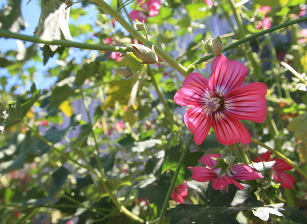 Lavatera (Malva) assurgentiflora - Island mallow, malva rosa