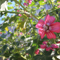 Lavatera (Malva) assurgentiflora