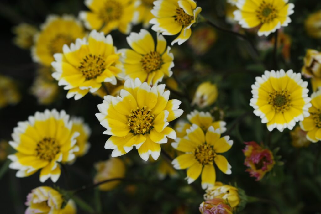 Layia chrysanthemoides - smooth tidy tips