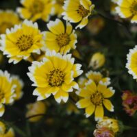 Layia chrysanthemoides