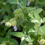 Lepechinia calycina 'Rocky Point' - pitcher sage