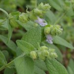 Lepechinia calycina 'Rocky Point' - pitcher sage