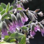 Lepechinia fragrans 'El Tigre' - fragrant pitcher sage