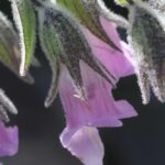 Lepechinia fragrans 'El Tigre' - fragrant pitcher sage