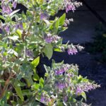 Lepechinia fragrans 'El Tigre' - fragrant pitcher sage
