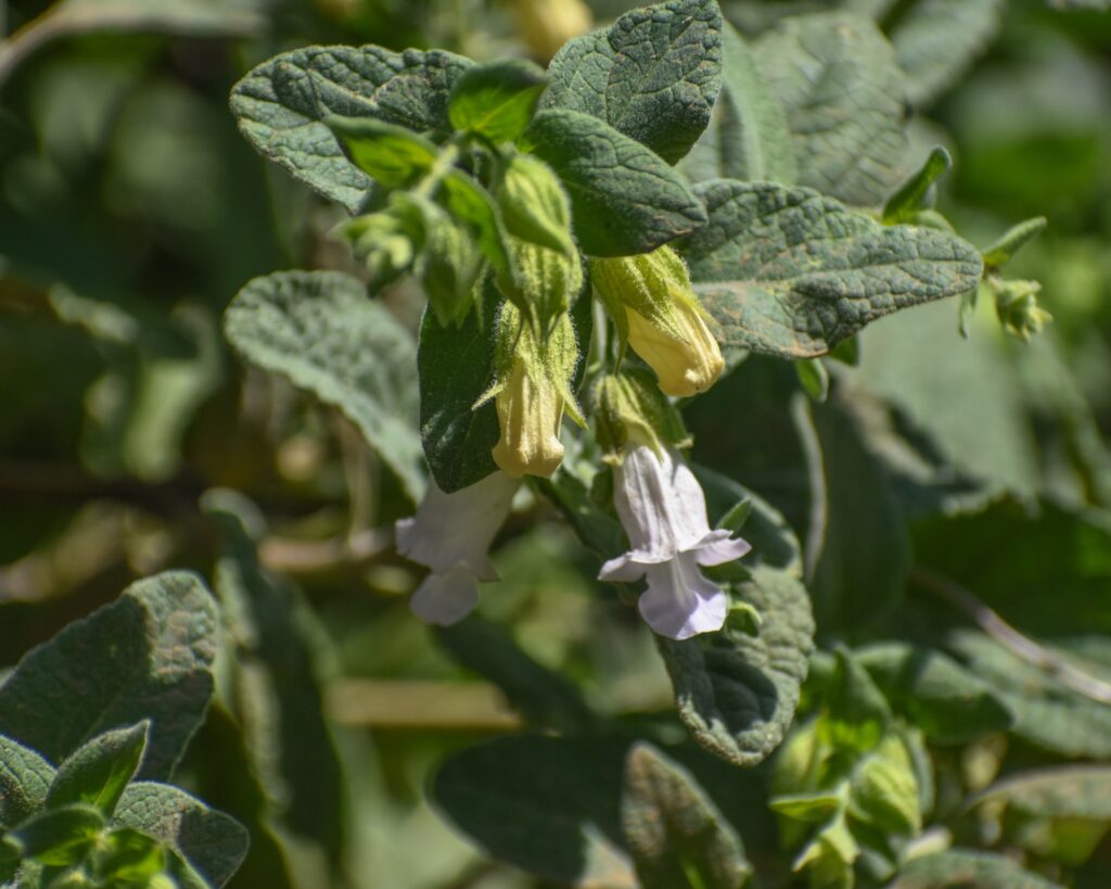 Lepechinia calycina - pitcher sage