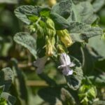 Lepechinia calycina - pitcher sage