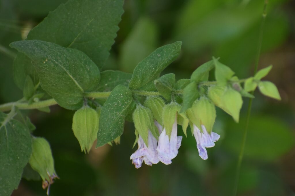 Lepechinia calycina - pitcher sage