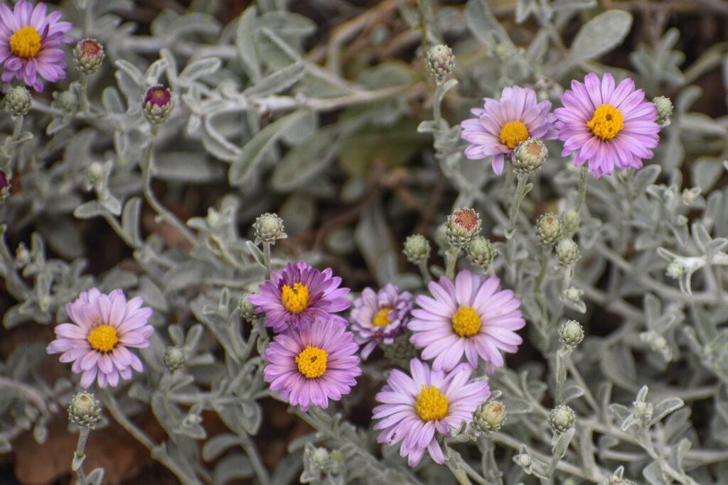 Lessingia (Corethrogyne) filaginifolia 'Silver Carpet' - common sandaster
