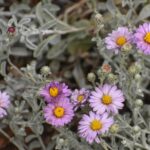 Lessingia (Corethrogyne) filaginifolia 'Silver Carpet' - common sandaster
