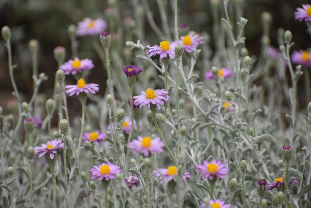 Lessingia (Corethrogyne) filaginifolia 'Silver Carpet' - common sandaster