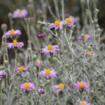 Lessingia (Corethrogyne) filaginifolia 'Silver Carpet' - common sandaster
