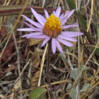 Lessingia (Corethrogyne) filaginifolia