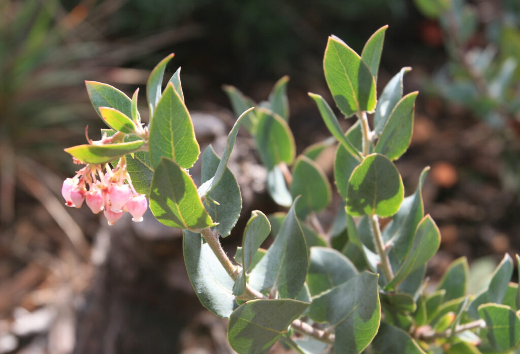 Arctostaphylos 'Lester Rowntree' - manzanita