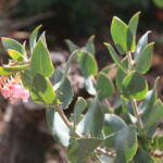 Arctostaphylos 'Lester Rowntree' - manzanita