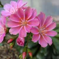 Lewisia cotyledon – Sunset Strain