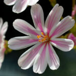 Lewisia cotyledon - Sunset Strain - cliff maids