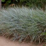 Elymus (Leymus) condensatus 'Canyon Prince' - giant ryegrass