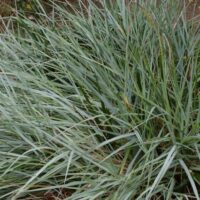 Elymus (Leymus) condensatus ‘Canyon Prince’