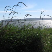Elymus (Leymus) triticoides