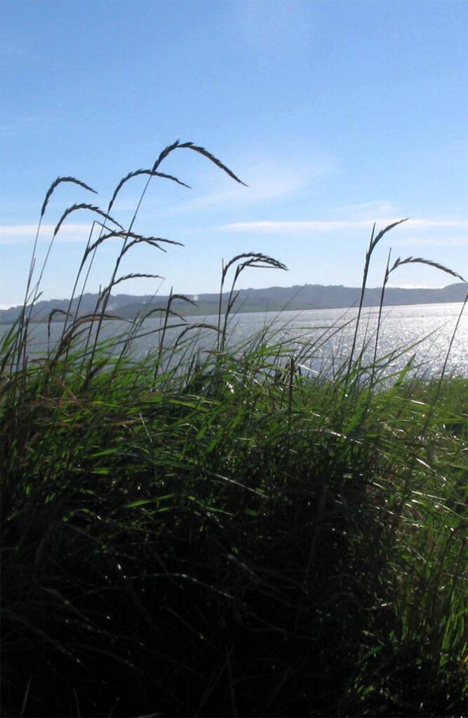 Elymus (Leymus) triticoides - creeping wild rye