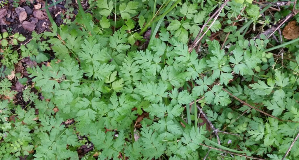 Ligusticum apiifolium - celeryleaf licorice root