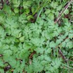 Ligusticum apiifolium - celeryleaf licorice root