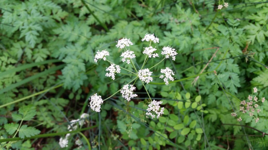 Ligusticum apiifolium - celeryleaf licorice root