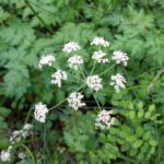 Ligusticum apiifolium - celeryleaf licorice root