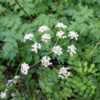 Ligusticum apiifolium