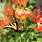 Lilium pardalinum - leopard lily