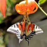 Lilium pardalinum - leopard lily
