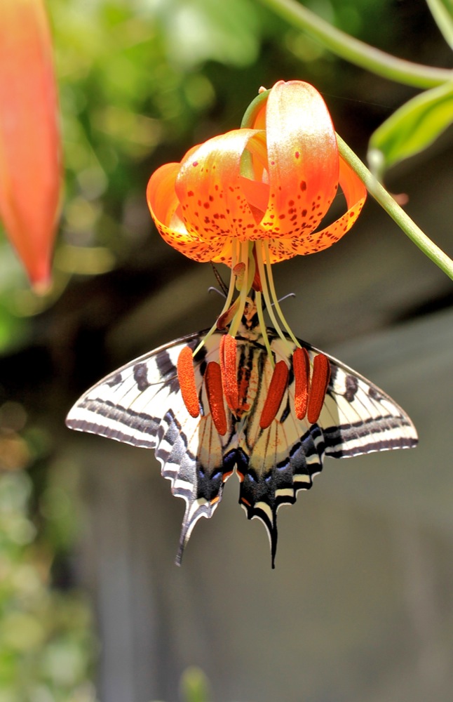 Lilium pardalinum - leopard lily