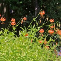 Lilium pardalinum