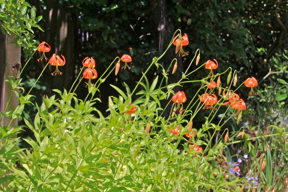Lilium pardalinum - leopard lily