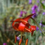Lilium pardalinum ssp. pitkinense - Pitkin lily