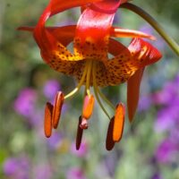 Lilium pardalinum ssp. pitkinense