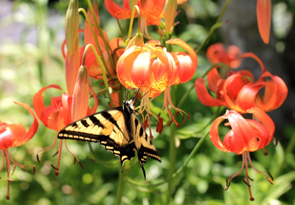 Lilium pardalinum - leopard lily