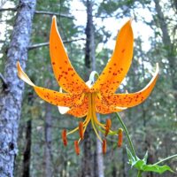 Lilium humboldtii ssp. humboldtii - Humboldt lily