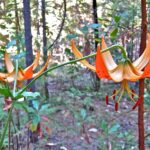 Lilium humboldtii ssp. humboldtii - Humboldt lily