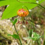 Lilium pardalinum - leopard lily