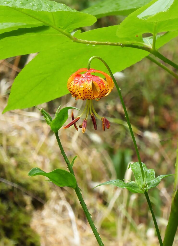Lilium pardalinum - leopard lily