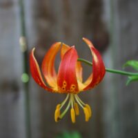 Lilium pardalinum ‘Giganteum’