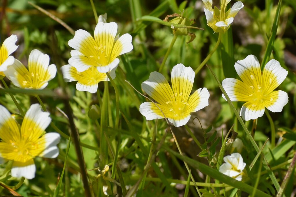 Limnanthes douglasii - meadowfoam
