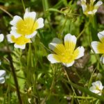 Limnanthes douglasii - meadowfoam