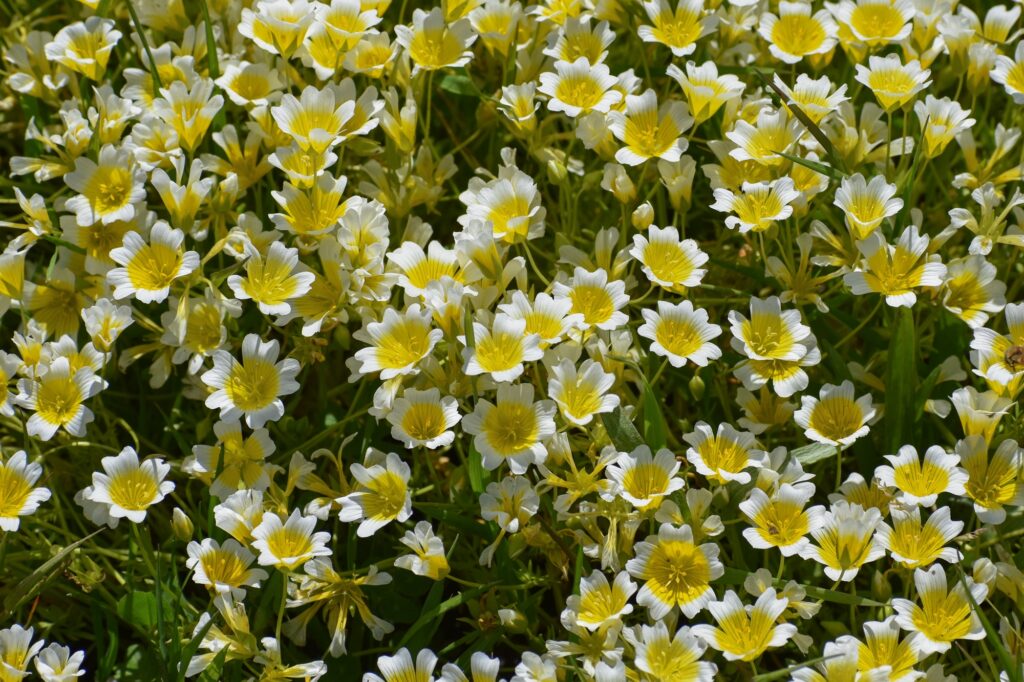 Limnanthes douglasii - meadowfoam